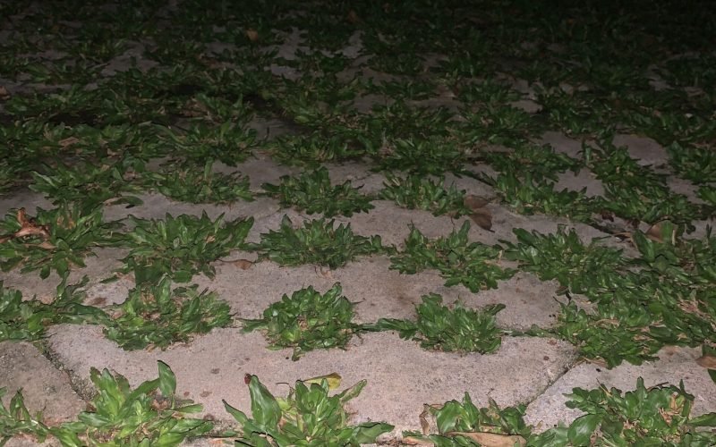 Grass Block